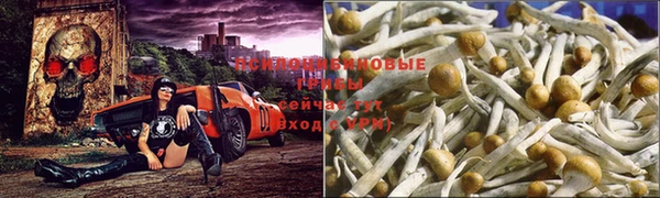 трава Беломорск